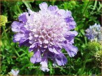 Scabiosa columbaria &#39;Butterfly Blue&#39;