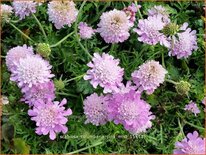 Scabiosa columbaria &#39;Pink Mist&#39;