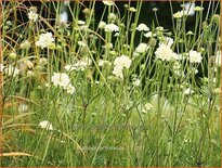 Scabiosa ochroleuca