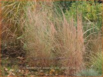 Schizachyrium scoparium &#39;Blue Heaven&#39;