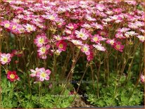 Saxifraga &#39;Pixie Rose&#39;