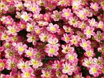 Saxifraga &#39;Pixie Rose&#39;