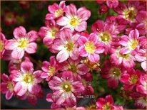 Saxifraga &#39;Pixie Rose&#39;