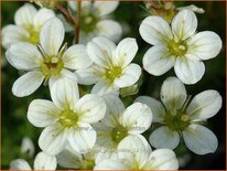 Saxifraga &#39;Pixie White&#39;