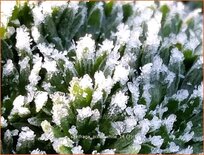 Saxifraga &#39;Pixie White&#39;