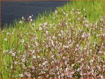 Saxifraga urbium