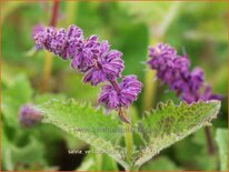 Salvia verticillata &#39;Purple Rain&#39;