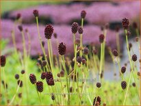 Sanguisorba &#39;Chocolate Tipp&#39;