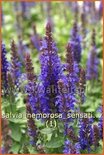 Salvia nemorosa &#39;Sensation Deep Blue&#39;