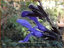 Salvia guaranitica &#39;Black and Blue&#39;