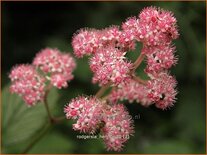 Rodgersia henrici