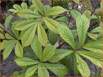 Rodgersia pinnata