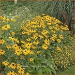 Rudbeckia fulgida &#39;Goldsturm&#39;