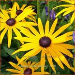 Rudbeckia fulgida &#39;Goldsturm&#39;