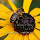 Rudbeckia fulgida &#39;Goldsturm&#39;