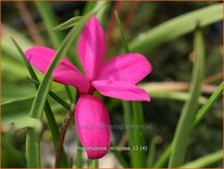 Rhodohypoxis milloides