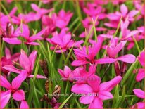 Rhodohypoxis milloides