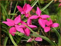 Rhodohypoxis milloides