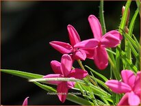 Rhodohypoxis milloides