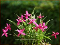 Rhodohypoxis milloides