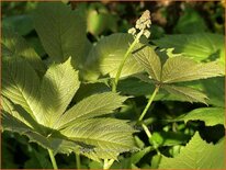 Rodgersia aesculifolia