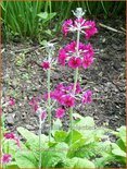 Primula japonica &#39;Miller&#39;s Crimson&#39;