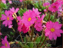 Primula rosea &#39;Grandiflora&#39;