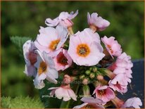 Primula japonica &#39;Apple Blossom&#39;