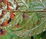 Polystichum rigens