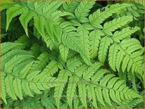 Polystichum rigens