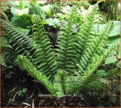 Polystichum setiferum