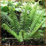 Polystichum setiferum &#39;Dahlem&#39;