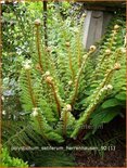 Polystichum setiferum &#39;Herrenhausen&#39;