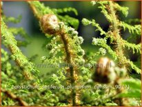 Polystichum setiferum &#39;Plumosum-densum&#39;