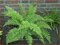 Polystichum setiferum &#39;Proliferum&#39;