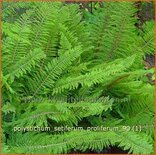 Polystichum setiferum &#39;Proliferum&#39;