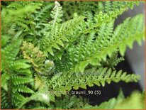 Polystichum braunii