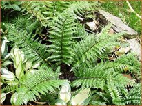 Polystichum makinoi