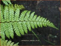 Polystichum makinoi