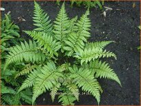 Polystichum makinoi