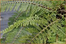 Polystichum polyblepharum