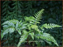 Polystichum polyblepharum