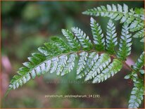 Polystichum polyblepharum