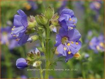 Polemonium caeruleum &#39;Bambino Blue&#39;