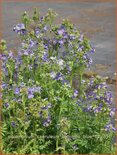 Polemonium caeruleum &#39;Bambino Blue&#39;