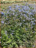 Polemonium reptans &#39;Blue Pearl&#39;