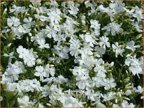 Phlox &#39;White Delight&#39;