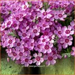 Phlox &#39;Zwergenteppich&#39;