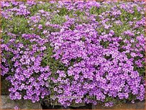 Phlox &#39;Zwergenteppich&#39;