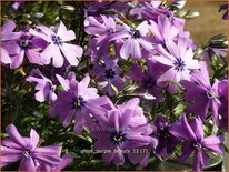 Phlox &#39;Purple Beauty&#39;